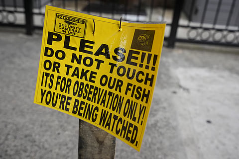 A sign is posted near the puddle aquarium.